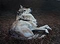 Wolves - Nature Art by Anni Crouter